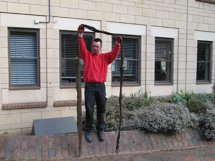 Jason holding up a long root removed from a drain, outside an office building