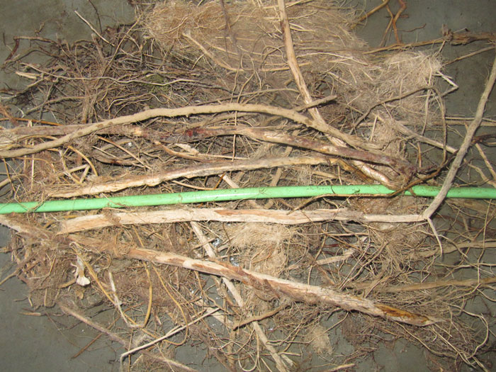 A mass of roots pulled out of a drain