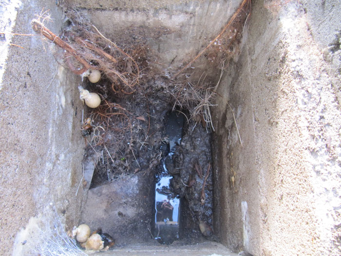 An inspection chamber choked with roots